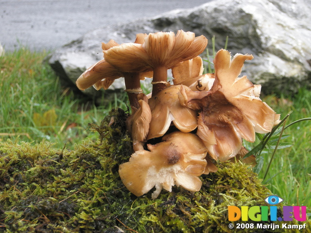 JT00842 Mushrooms near car park